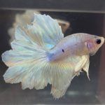 betta91