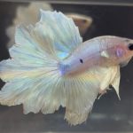 betta91