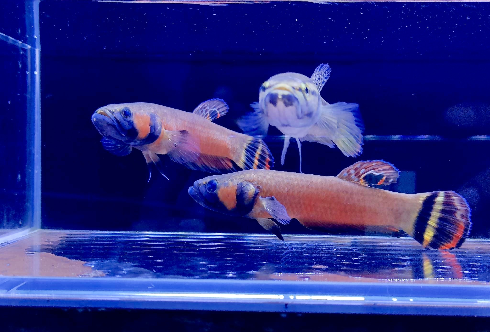 betta99