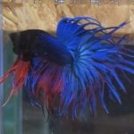 betta100