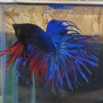 betta100