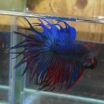 betta100