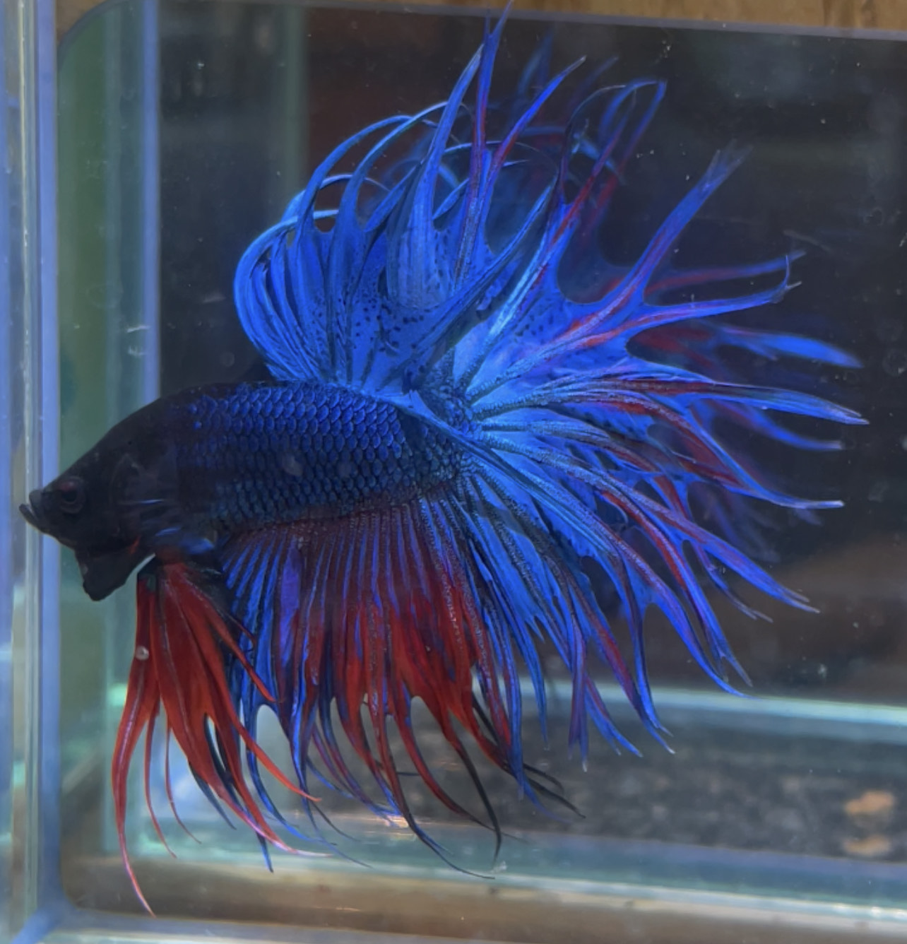 betta100
