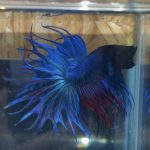betta100