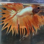 betta94