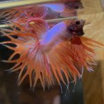 betta94