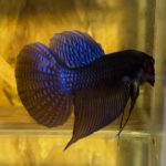 betta109