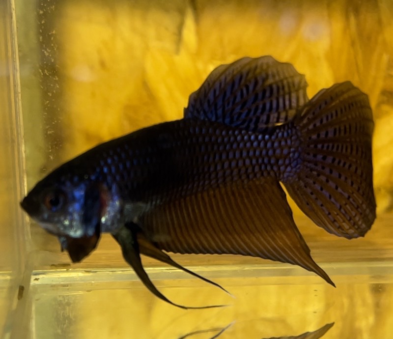 betta109