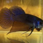 betta109