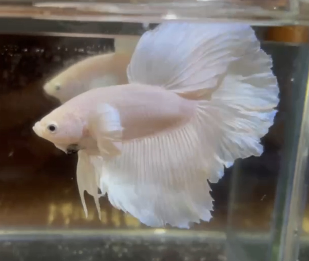 betta135