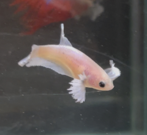 betta139
