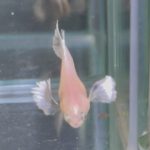 betta139