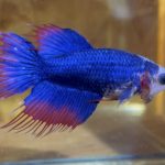 betta166