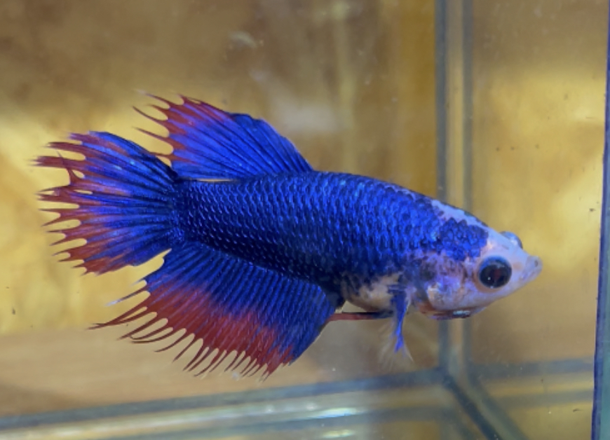 betta166