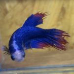 betta166