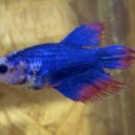 betta166
