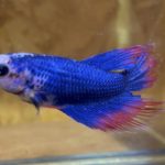 betta166