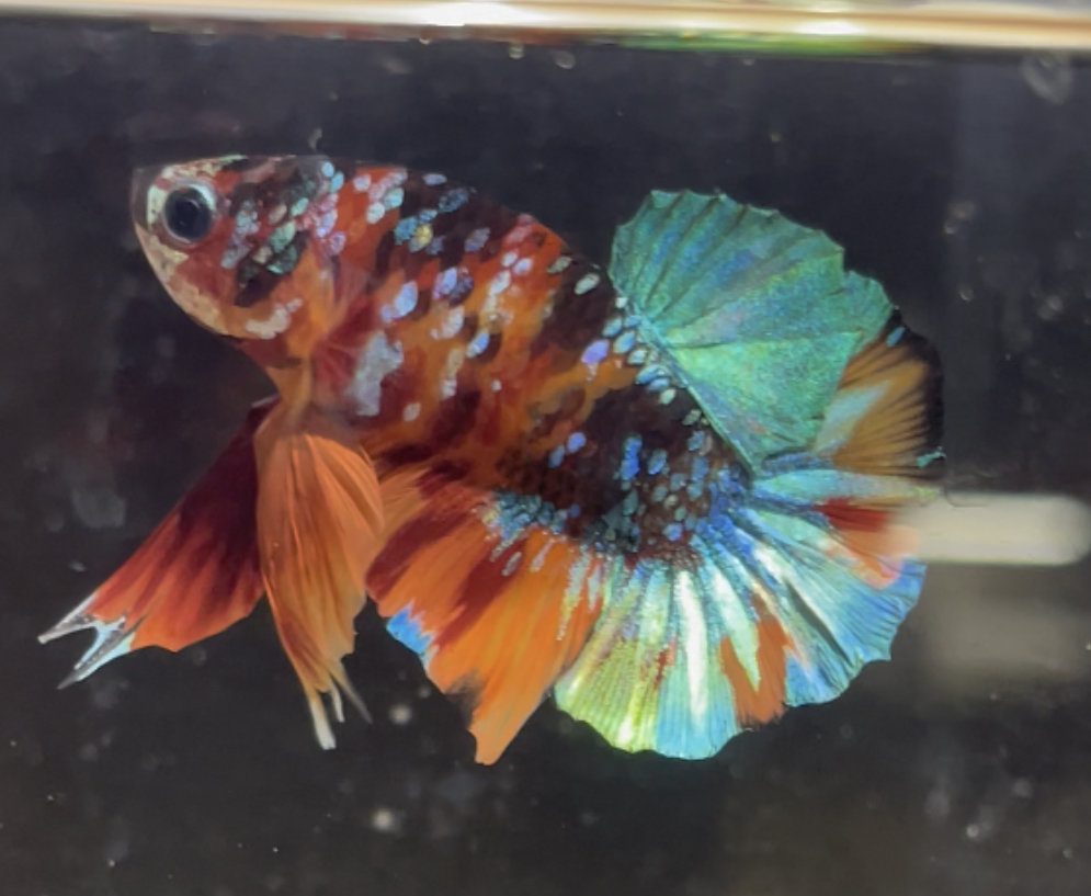 betta169