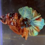 betta169