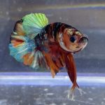 betta169