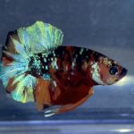 betta169