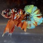 betta169