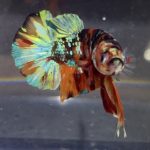 betta169