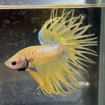 betta167