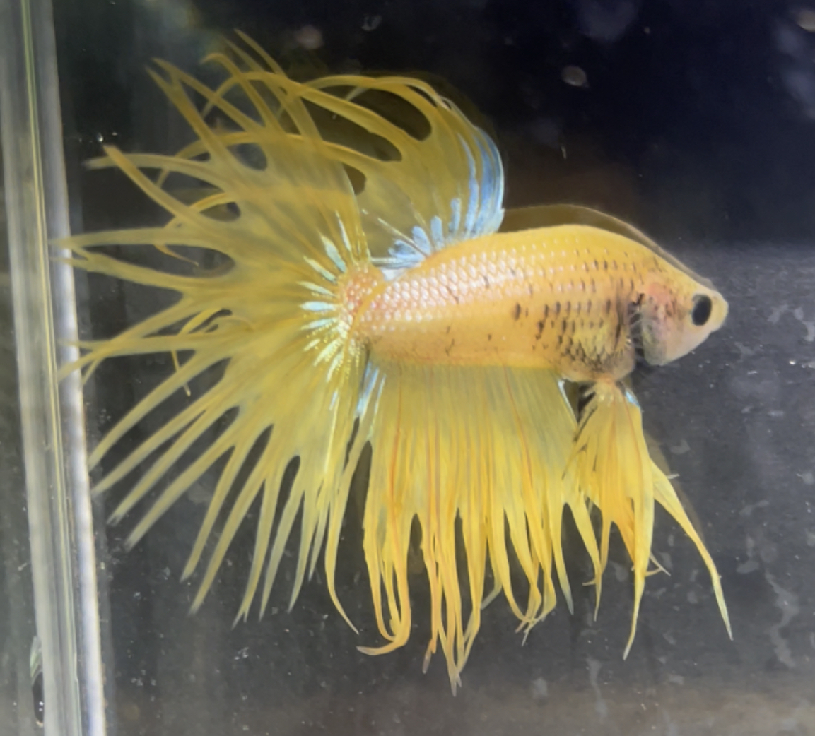 betta167
