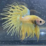 betta167
