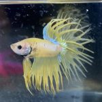 betta167