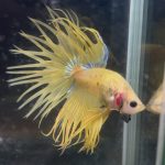 betta167