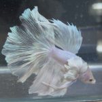 betta171