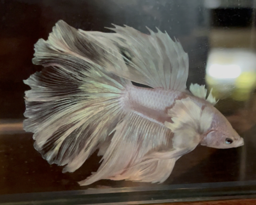 betta171