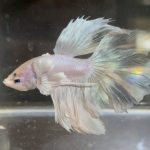betta171
