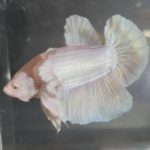 betta168