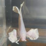 betta168