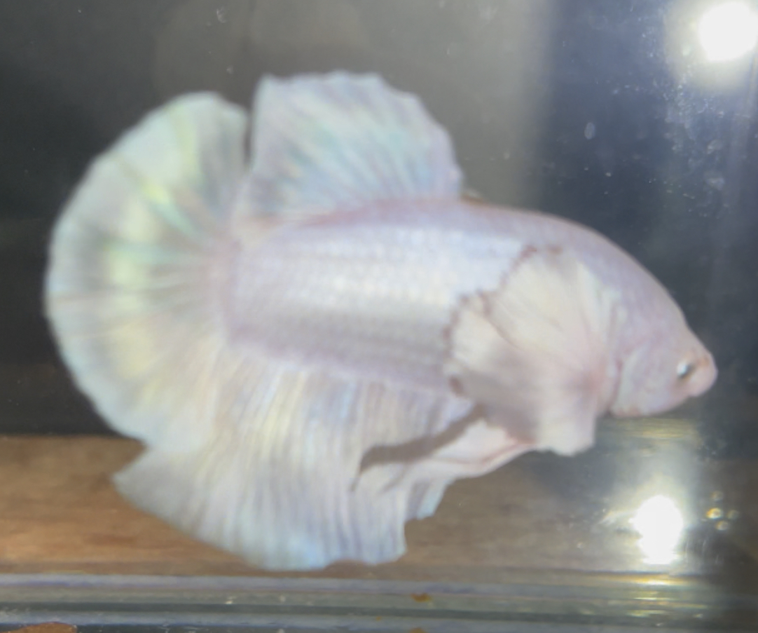 betta168