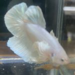 betta168