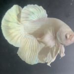 betta168