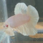 betta168