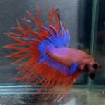betta165
