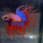 betta165
