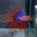 betta165