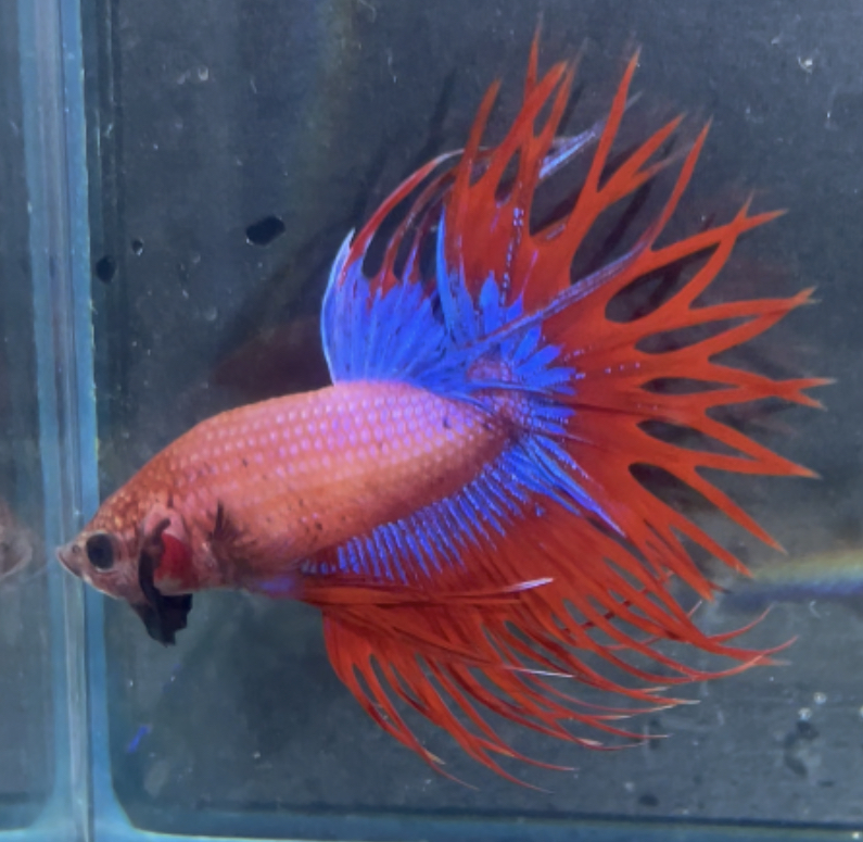 betta165