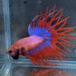 betta165