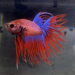 betta165