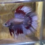 betta172
