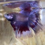 betta172