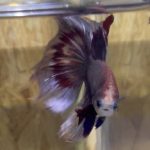 betta172
